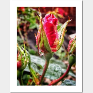 Rosebud after rain Posters and Art